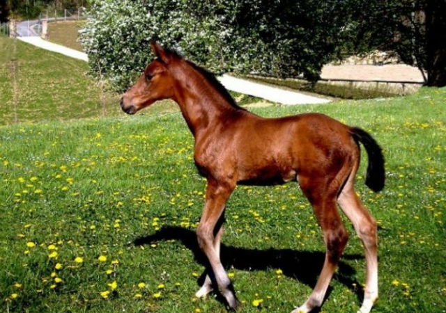 Allevamento cavalli